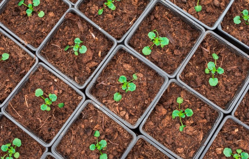 When to sow flowers for seedlings: timing for annuals and biennials
