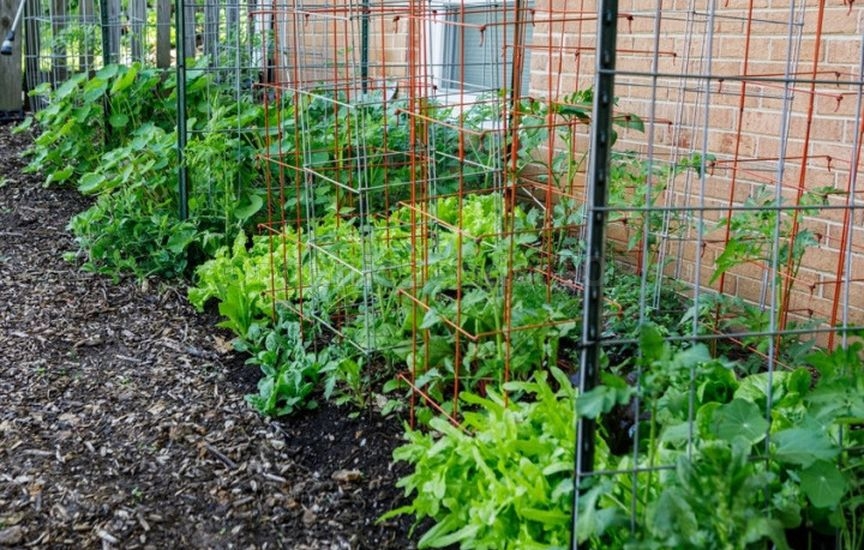 What to plant next to tomatoes for pest protection What to plant next to tomatoes for pest protection