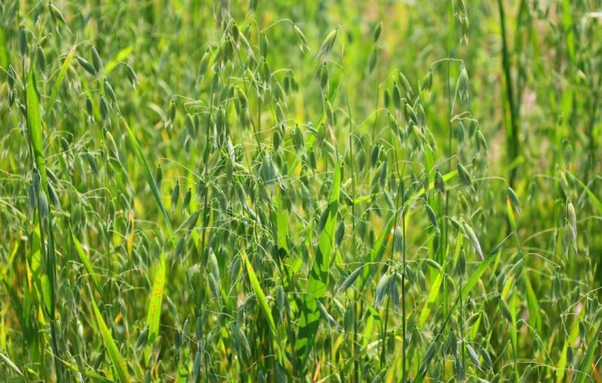 Green manures in autumn: which ones to choose and when to incorporate Green manures in autumn: which ones to choose and when to incorporate