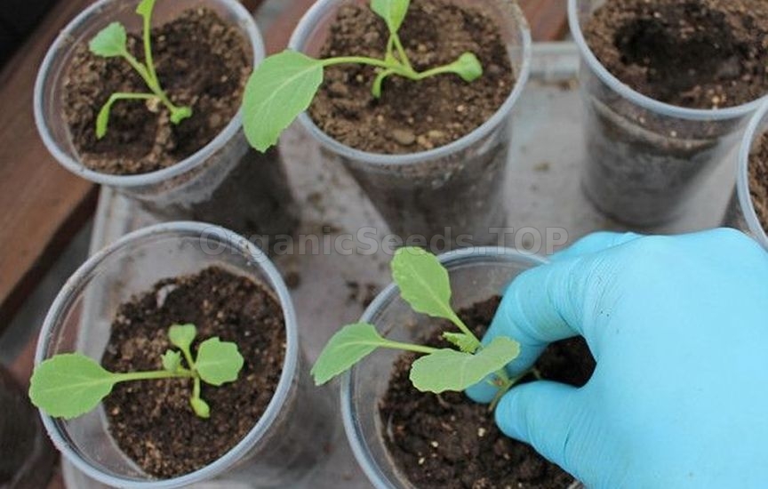 Seedlings of cabbage: timing and care