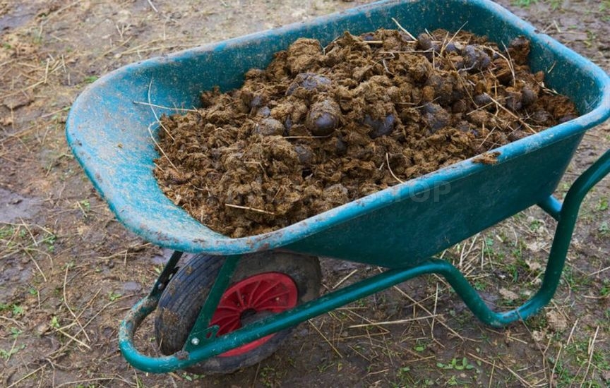 What to feed beans and peas for long-lasting fruiting