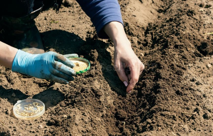 When it is really time, and not according to the «calendar», to plant When it is really time, and not according to the «calendar», to plant