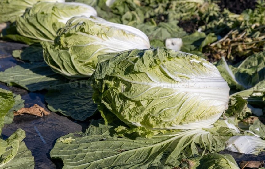 Planning next year: what to plant after cucumbers, tomatoes and cabbag Planning next year: what to plant after cucumbers, tomatoes and cabbag