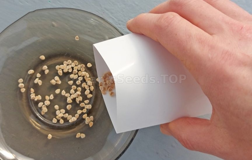 How to grow healthy tomato seedlings