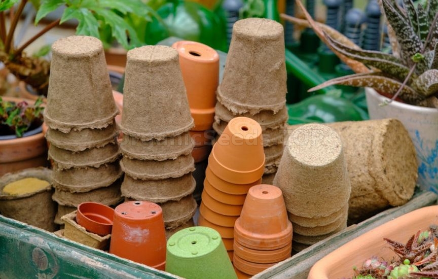 Ideal cucumber seedlings