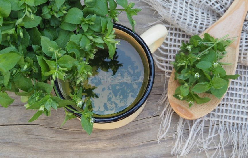 How to get rid of chickweed without herbicides