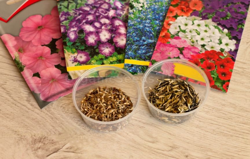 When to sow flowers for seedlings: timing for annuals and biennials