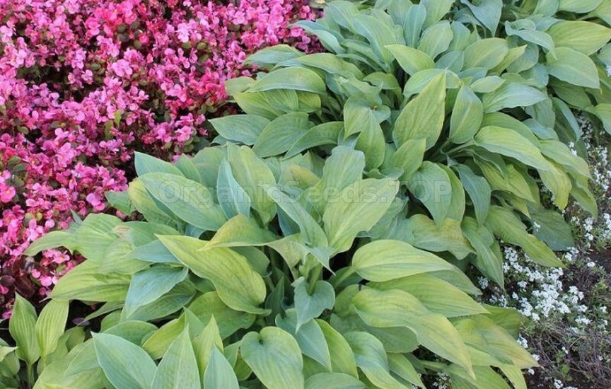 Annuals or perennials: what to choose