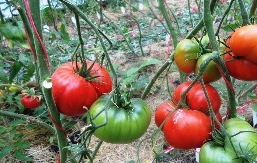 «Donkey ears» - Organic Tomato Seeds