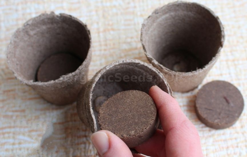 Seedlings in peat tablets: step-by-step instructions Seedlings in peat tablets: step-by-step instructions