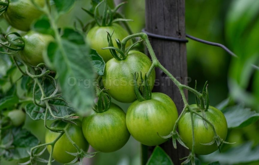 When and how to stake tomatoes