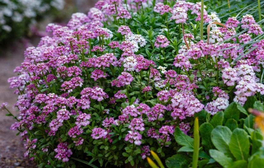 What flowers to sow directly into the ground in April–May