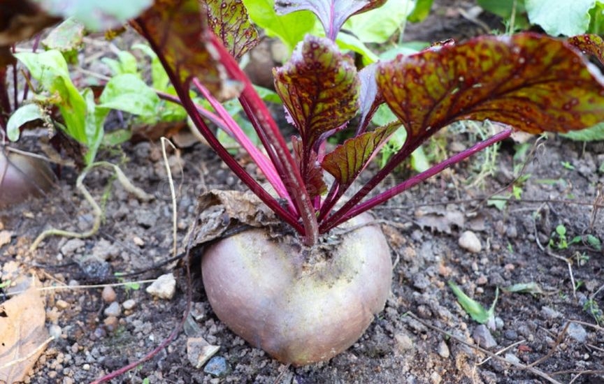 Carrots, beets and parsnips: when to harvest and how not to spoil the