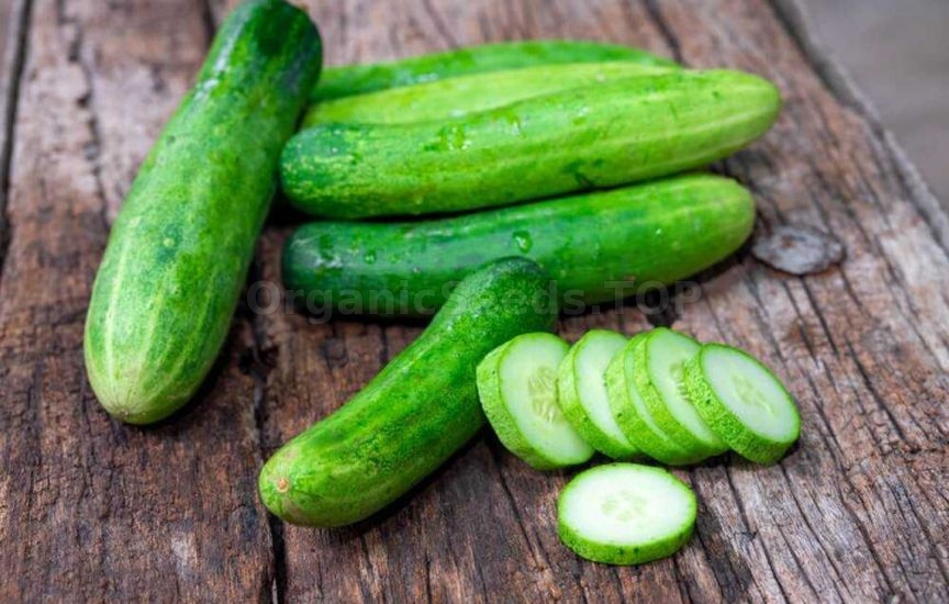Why cucumbers become bitter and how to avoid it
