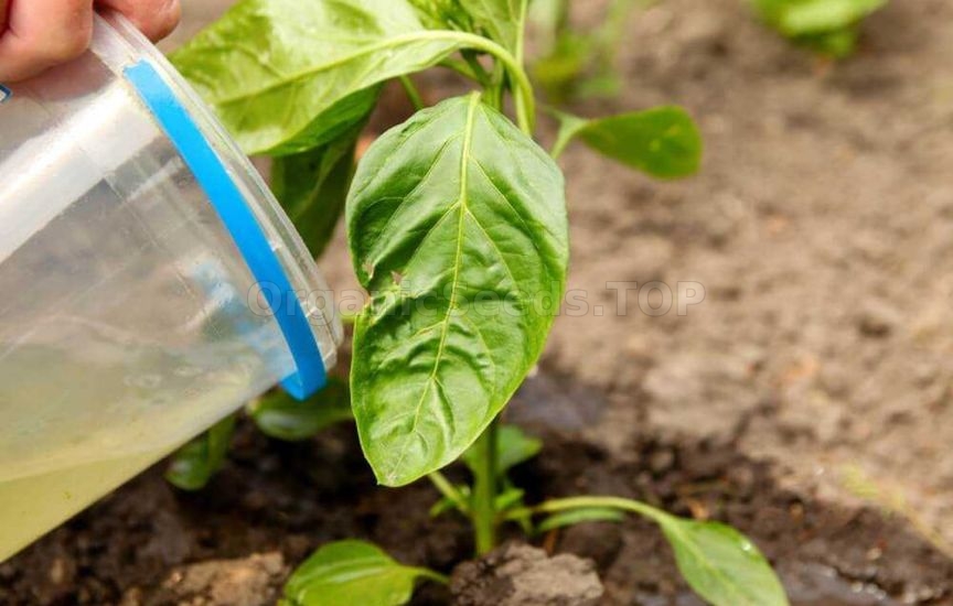 Pepper fertilization during the period of mass flowering