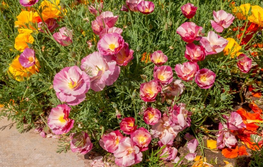 What flowers to sow directly into the ground in April–May