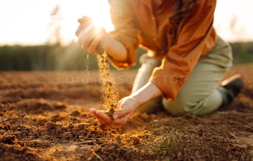 Why do some seeds sprout in 3 days while others «sit» for weeks