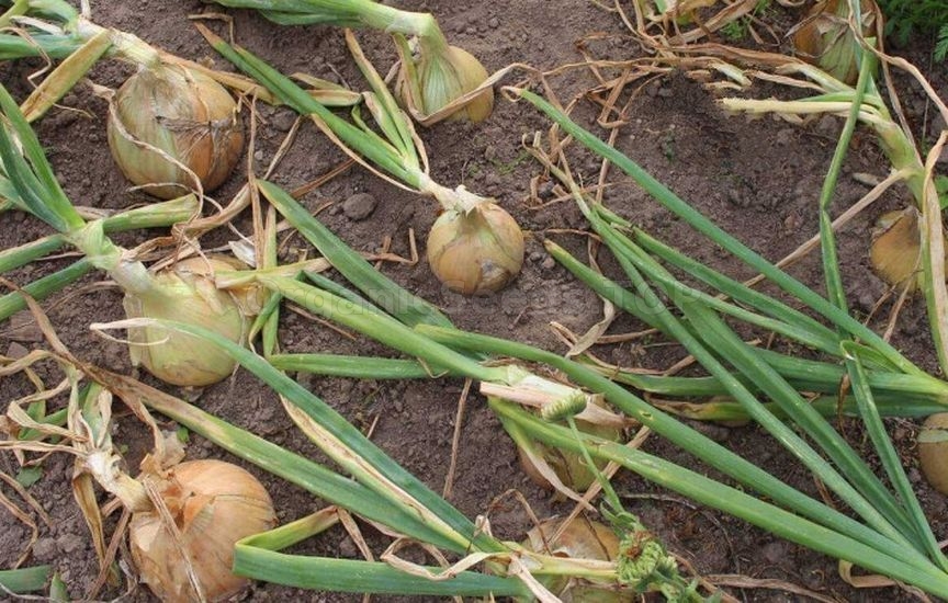 When to stop watering onions and garlic before harvesting