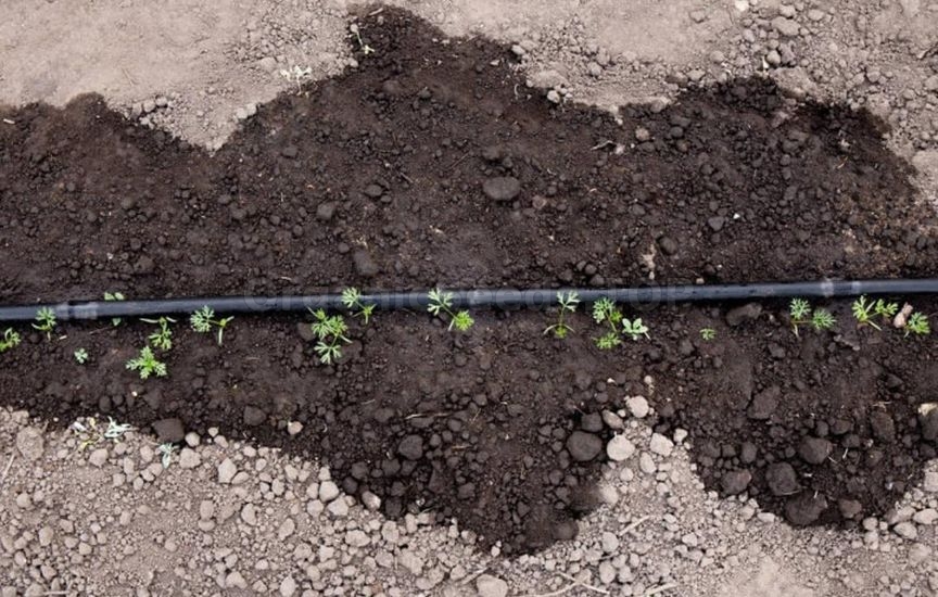 «Lazy» garden: how to cut maintenance in half