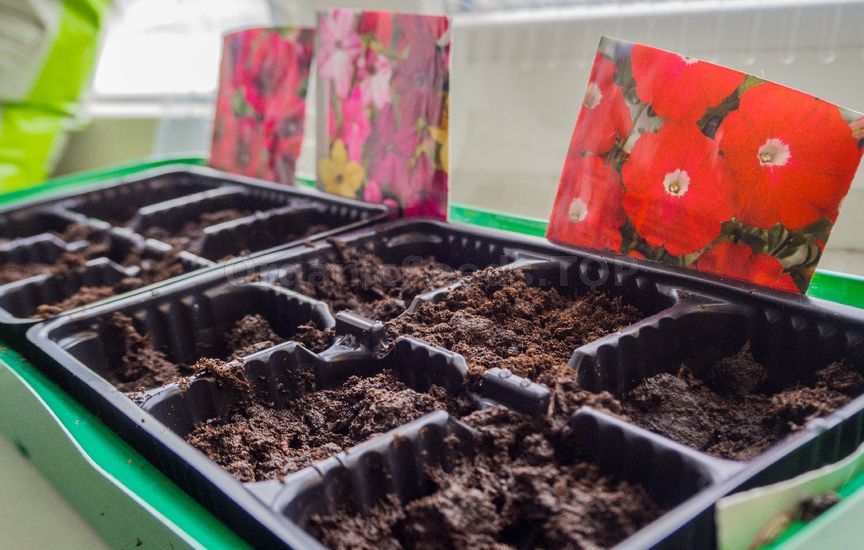 When to sow flowers for seedlings: timing for annuals and biennials