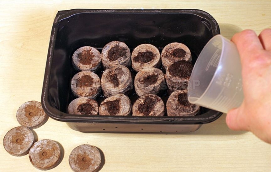 Seedlings in peat tablets: step-by-step instructions