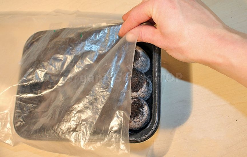 Seedlings in peat tablets: step-by-step instructions