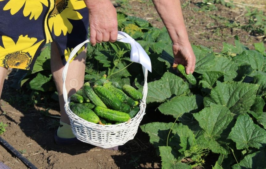 Cucumbers in the greenhouse