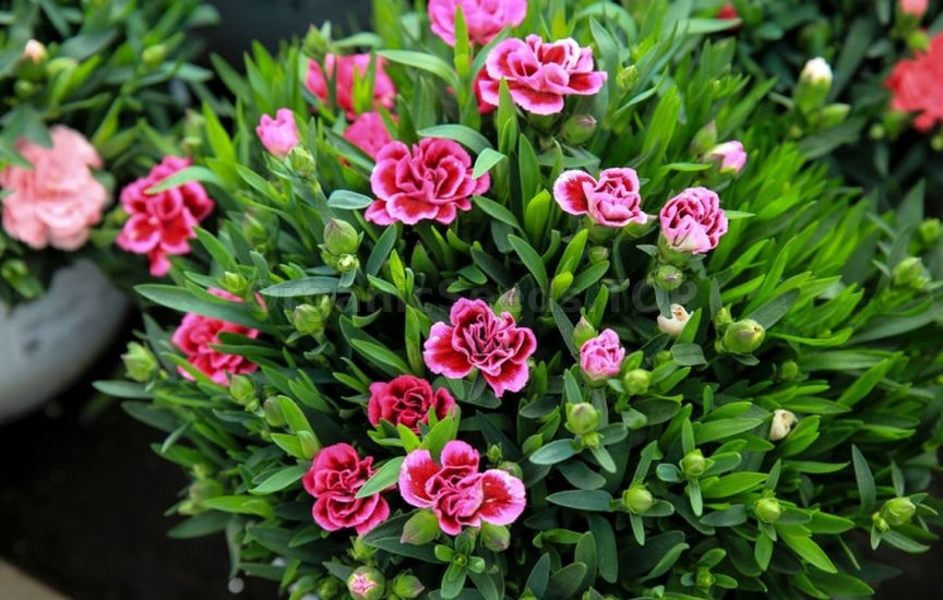 What flowers can be sown for seedlings already in January