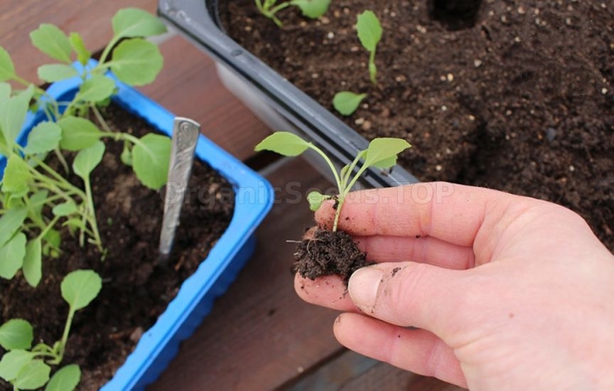 Seedlings of cabbage: timing and care