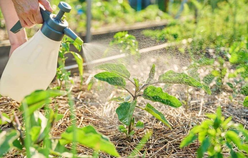 Plant care in raised beds – a summer maintenance schedule