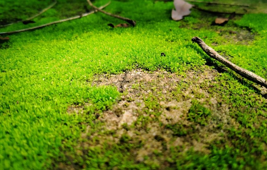 Moss on the lawn in autumn: why it appears and how to fight it