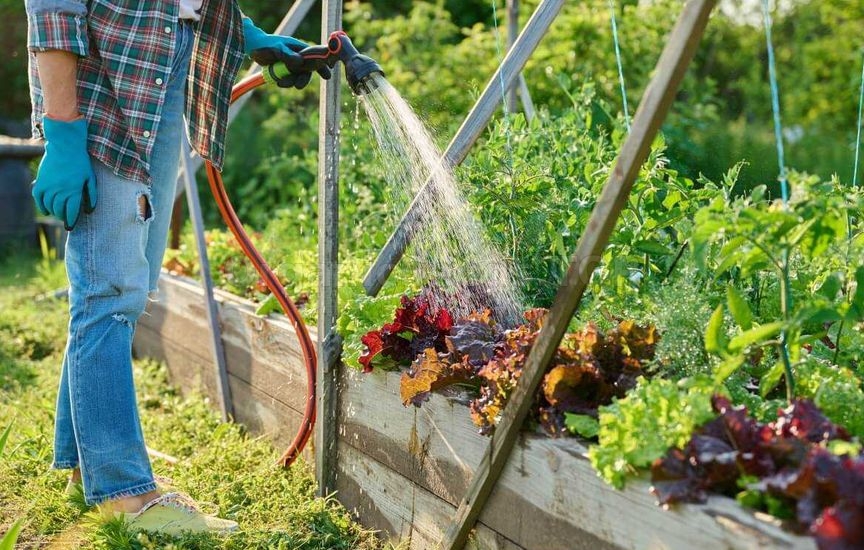 Plant care in raised beds – a summer maintenance schedule