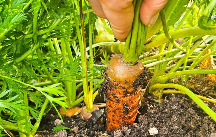 Carrots, beets and parsnips: when to harvest and how not to spoil the