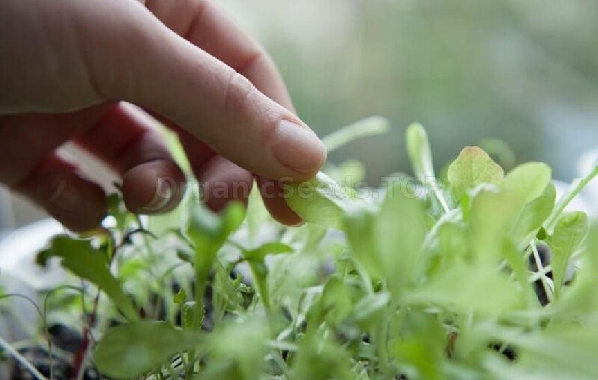 What should not be used to feed young seedlings What should not be used to feed young seedlings