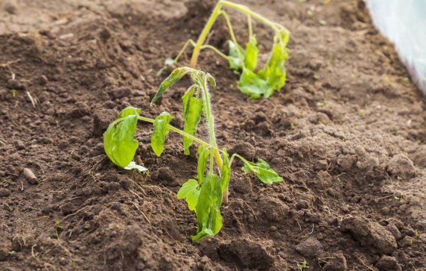 Why seedlings «stand still» after planting and do not grow