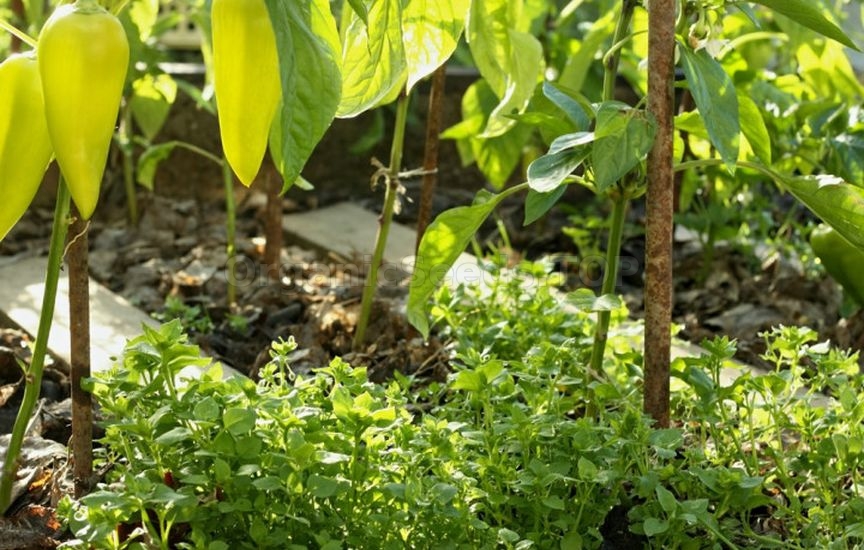 How to get rid of chickweed without herbicides