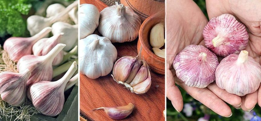 Autumn garlic planting: when, how, which Autumn garlic planting: when, how, which