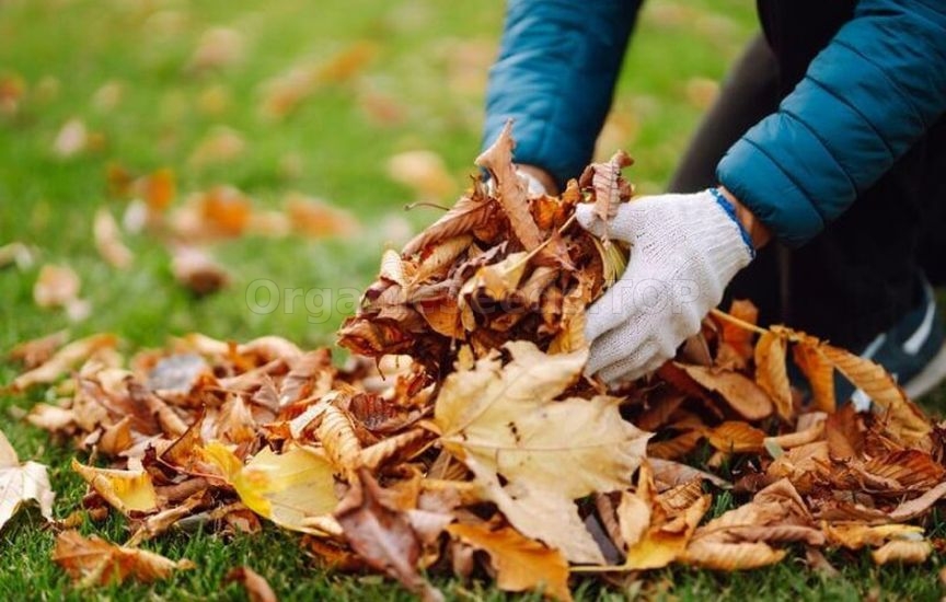 What to mulch flower beds with for winter: peat, compost, bark