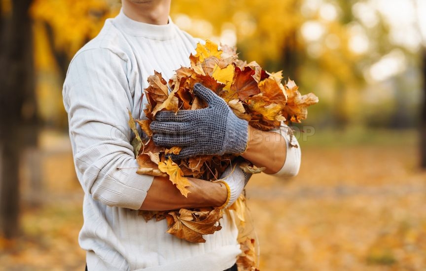What to do with fallen leaves in the garden: remove, bury or leave?