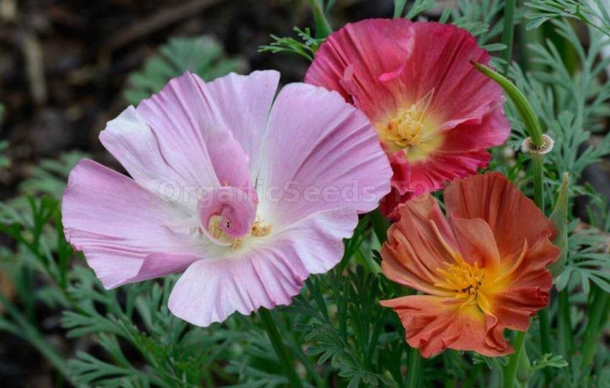 What to plant in a flower bed in spring so that it blooms all summer