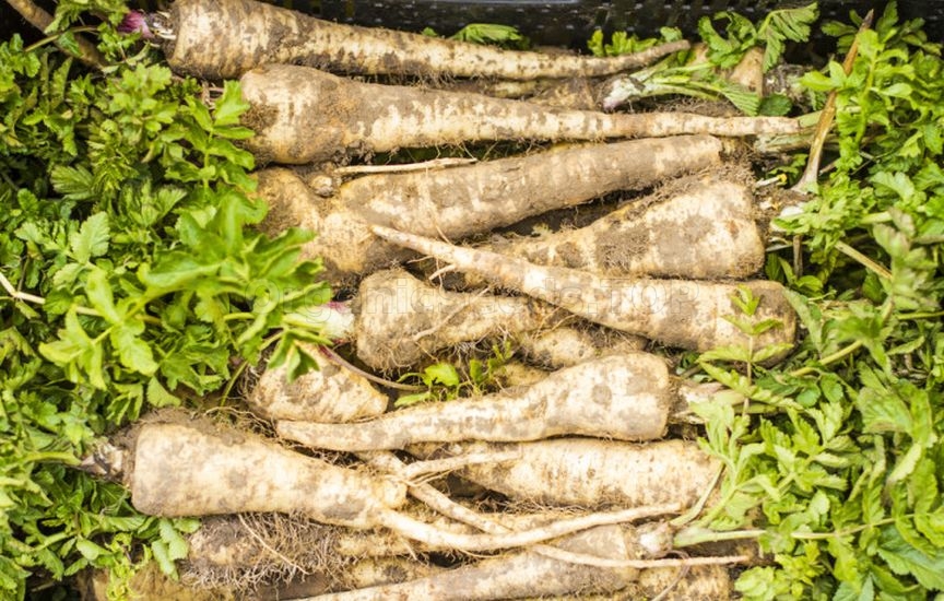 Carrots, beets and parsnips: when to harvest and how not to spoil the