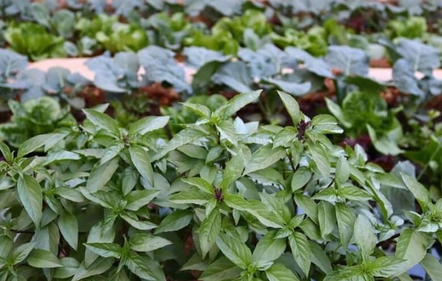 Without «chemicals»: 5 plants that repel pests Without «chemicals»: 5 plants that repel pests