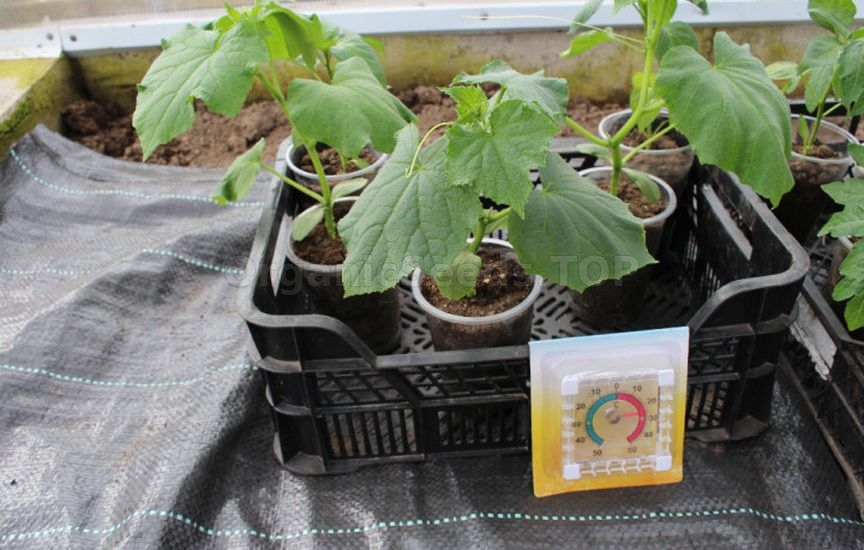 Ideal cucumber seedlings