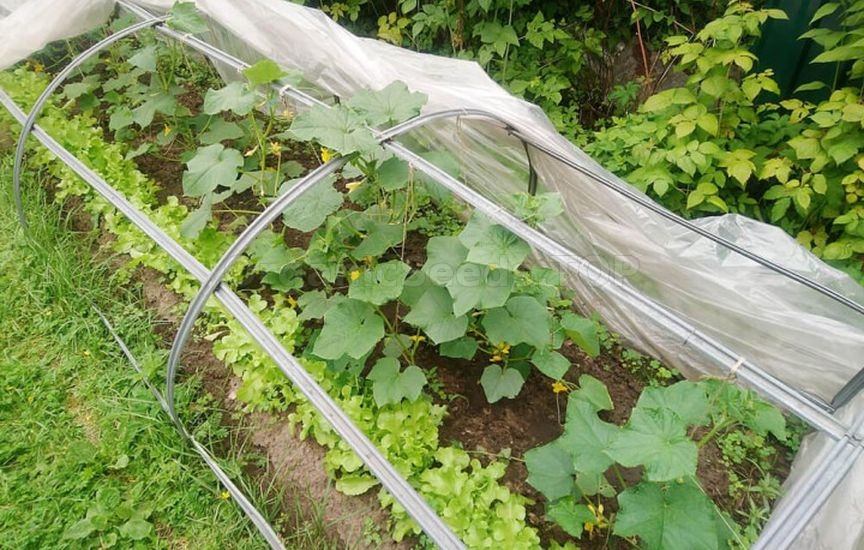 Why cucumbers become bitter and how to avoid it