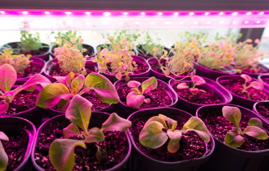 When to sow flowers for seedlings: timing for annuals and biennials