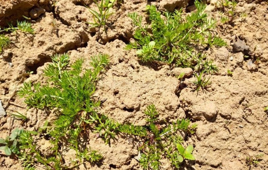 Natural methods of soil restoration