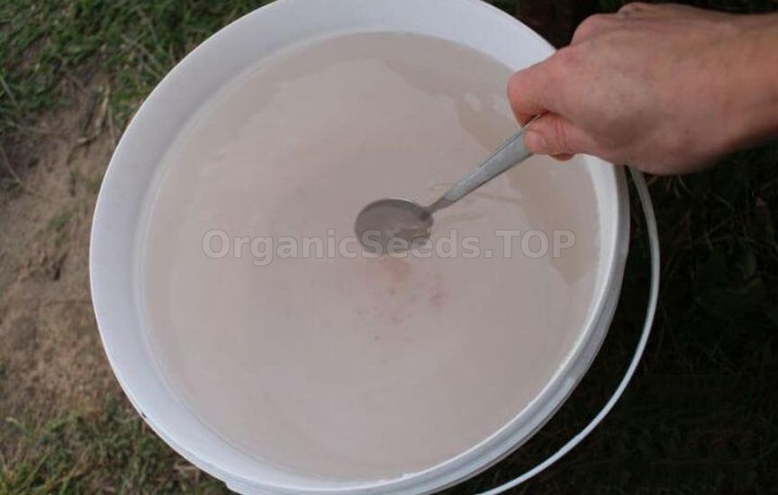 What to feed beans and peas for long-lasting fruiting