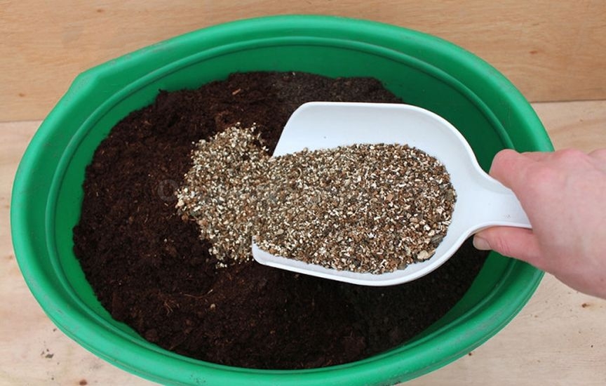 Seedlings of cabbage: timing and care