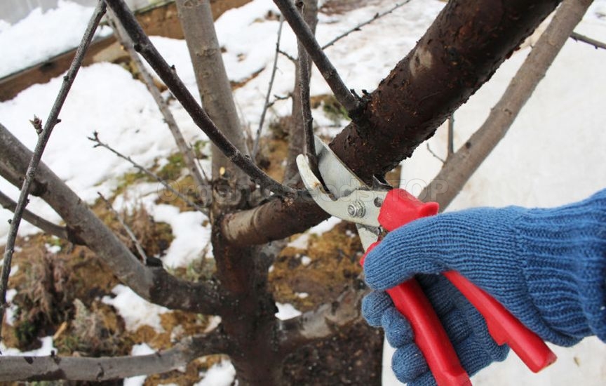 What to do in the garden and vegetable patch in March