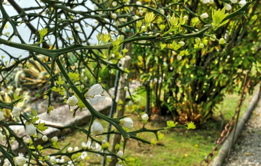 Poncirus trifolius: growing and care Poncirus trifolius: growing and care